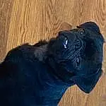 Dog, Pug, Carnivore, Dog breed, Wood, Fawn, Companion dog, Snout, Wrinkle, Hardwood, Electric Blue, Tints And Shades, Canidae, Terrestrial Animal, Furry friends, Working Animal, Wood Stain, Non-sporting Group, Wood Flooring