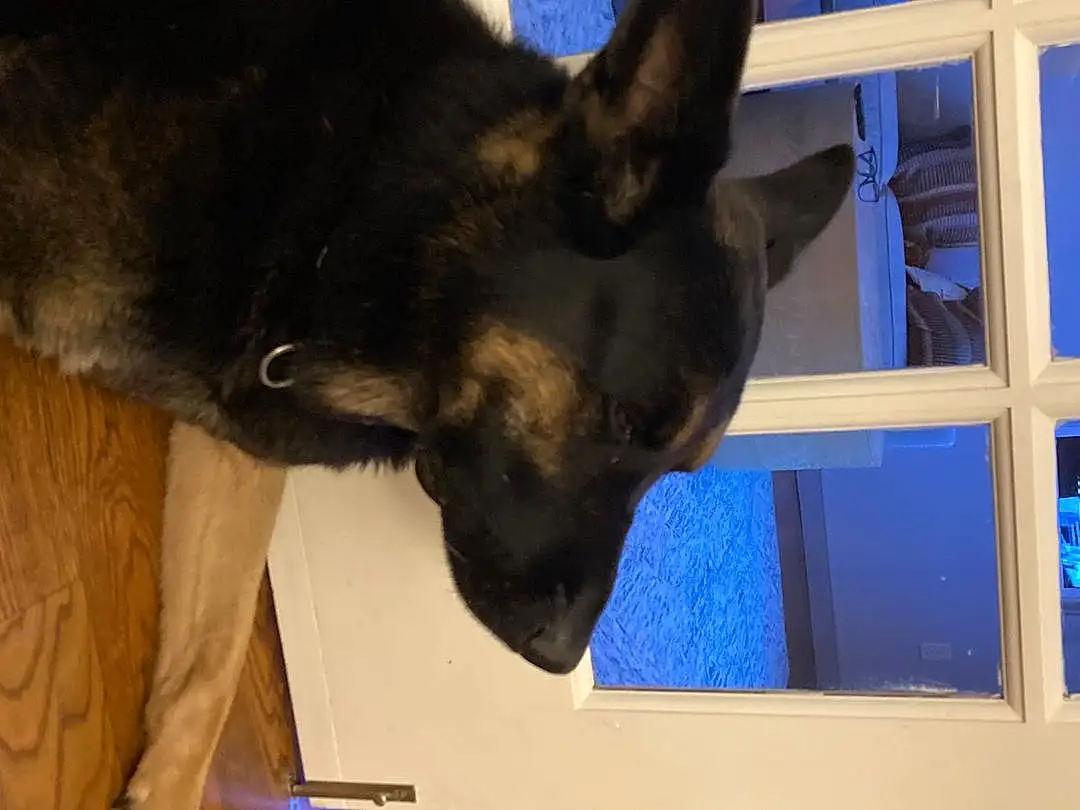 Dog, Carnivore, Blue, Window, German Shepherd Dog, Dog breed, Ear, Fawn, Companion dog, Whiskers, Snout, Herding Dog, Old German Shepherd Dog, Working Animal, Furry friends, Electric Blue, Guard Dog, Toy Dog, Working Dog, Paw
