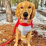 Dog, Plant, Dog breed, Carnivore, Tree, Companion dog, Fawn, Collar, Snout, Dog Collar, Canidae, Pet Supply, Dog Supply, Working Animal, Grass, Wood, Leash, Paw, Adventure