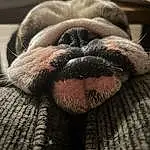 Dog, Dog breed, Carnivore, Whiskers, Grey, Wrinkle, Fawn, Companion dog, Terrestrial Animal, Comfort, Snout, Close-up, Canidae, Furry friends, Liver, Wood, Toy Dog, Non-sporting Group, Working Animal