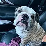 Dog, Dog breed, Carnivore, Bulldog, Car, Comfort, Companion dog, Fawn, Wrinkle, Snout, Car Seat, Vroom Vroom, Vehicle Door, Working Animal, Toy Dog, Car Seat Cover, Furry friends, Canidae, Dog Collar
