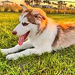Dog, Plant, Carnivore, Dog breed, Grass, Sky, Companion dog, Happy, Furry friends, Grassland, Canidae, Terrestrial Animal, People In Nature, Herding Dog, Working Dog, Working Animal, Love