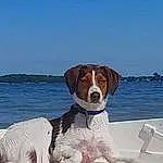 Water, Dog, Sky, Boat, Dog breed, Carnivore, Companion dog, Watercraft, Comfort, Lake, Canidae, Windshield, Naval Architecture, Vehicle, Boats And Boating--equipment And Supplies, Automotive Exterior, Water Transportation, Chair, Hunting Dog