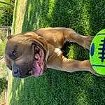 Dog, Plant, Green, Dog breed, Carnivore, Grass, Fawn, Companion dog, Tree, Thigh, Wrinkle, Human Leg, Chest, Canidae, Knee, Sports Toy, People In Nature, Leisure, Molosser