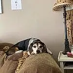 Dog, Picture Frame, Comfort, Dog breed, Interior Design, Couch, Carnivore, Table, Grey, Companion dog, Studio Couch, Working Animal, Room, Living Room, Canidae, Furry friends, Lamp