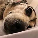 Head, Dog, Eyes, Carnivore, Dog breed, Ear, Whiskers, Companion dog, Fawn, Snout, Working Animal, Comfort, Furry friends, Laptop, Terrestrial Animal, Canidae, Paw, Nap
