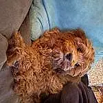 Dog, Carnivore, Dog breed, Liver, Companion dog, Toy Dog, Poodle, Snout, Working Animal, Terrier, Dog Supply, Water Dog, Furry friends, Small Terrier, Canidae, Yorkipoo, Poodle Crossbreed, Labradoodle, Puppy love