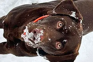 Name Labrador Retriever Dog Ruger