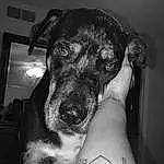 Dog, Dog breed, Black, Carnivore, Jaw, Ear, Gesture, Style, Flash Photography, Black-and-white, Companion dog, Whiskers, Snout, Monochrome, Black & White, Working Animal, Human Leg, Wrist, Foot