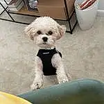 Dog, White, Carnivore, Yellow, Dog breed, Companion dog, Mixing Bowl, Toy Dog, Dog Supply, Comfort, Dog Clothes, Terrier, Working Animal, Labradoodle, Small Terrier, Shih-poo, Canidae, Puppy love, Bichon