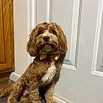 Dog, Water Dog, Dog breed, Carnivore, Liver, Companion dog, Toy Dog, Wood, Terrier, Canidae, Furry friends, Small Terrier, Dog Collar, Poodle Crossbreed, Non-sporting Group, Maltepoo