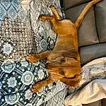 Dog, Window, Carnivore, Wood, Comfort, Plant, Dog breed, Fawn, Companion dog, Tree, Whiskers, Small To Medium-sized Cats, Felidae, Snout, Tail, Art, Linens, Furry friends, Couch, Pattern