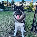 Dog, Carnivore, Dog breed, Tree, Sky, Companion dog, Plant, Snout, Collar, Pet Supply, Tail, Canidae, Furry friends, Fence, Window, Working Dog, Canis, Working Animal, Grass