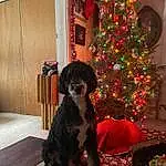 Dog, Christmas Tree, Carnivore, Water Dog, Dog breed, Companion dog, Evergreen, Wood, Tree, Living Room, Christmas Ornament, Event, Holiday Ornament, Ornament, Conifer, Christmas Decoration, Room, Working Animal, Holiday, Home