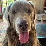 Dog, Carnivore, Dog breed, Companion dog, Shelf, Snout, Whiskers, Liver, Furry friends, Gun Dog, Working Animal, Retriever, Canidae, Working Dog, Terrestrial Animal, Fang