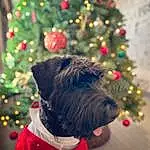 Christmas Tree, Dog, Christmas Ornament, Carnivore, Dog breed, Plant, Tree, Collar, Fawn, Companion dog, Christmas Decoration, Dog Supply, Dog Collar, Holiday Ornament, Ornament, Event, Holiday, Christmas, Pet Supply, Toy Dog
