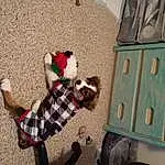 Toy, Tartan, Carnivore, Fawn, Companion dog, Wood, Dog Supply, Plaid, Pattern, Dog breed, Stuffed Toy, Room, Grass, Carmine, Play, Furry friends, Fun, Christmas, Canidae
