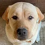Dog, Carnivore, Dog breed, Whiskers, Companion dog, Fawn, Snout, Working Animal, Collar, Canidae, Dog Collar, Furry friends, Wood, Firefighter, Labrador Retriever, Terrestrial Animal, Non-sporting Group, Ancient Dog Breeds