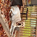 Dog, Carnivore, Dog breed, Wood, Pet Supply, Fawn, Companion dog, Working Animal, Snout, Tree, Plant, Outdoor Furniture, Canidae, Porch, Dog Supply, Animal Shelter, Hardwood, Metal, Cage