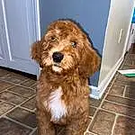 Dog, Dog breed, Carnivore, Liver, Companion dog, Fawn, Wood, Snout, Working Animal, Spaniel, Computer Keyboard, Peripheral, Canidae, Furry friends, Terrier, Hardwood, Pet Supply, Dog Collar