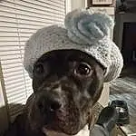 Dog, Hat, Ear, Working Animal, Cap, Collar, Carnivore, Fawn, Headgear, Companion dog, Whiskers, Dog Collar, Fedora, Dog breed, Sun Hat, Selfie, Furry friends, Fashion Accessory, Personal Protective Equipment, Metal