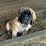 Dog, Carnivore, Dog breed, Companion dog, Fawn, Wrinkle, Snout, Wood, Bored, Terrestrial Animal, Grass, Canidae, Working Dog, Working Animal, Molosser, Ancient Dog Breeds, Non-sporting Group, Furry friends, Giant Dog Breed
