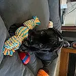 Comfort, Dog, Carnivore, Dog breed, Toy, Companion dog, Vehicle Door, Stuffed Toy, Human Leg, Car Seat, Felidae, Tail, Furry friends, Auto Part, Small To Medium-sized Cats, Trunk, Bag, Canidae