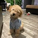 Dog, Dog breed, Carnivore, Toy, Dog Clothes, Companion dog, Fawn, Plant, Dog Supply, Toy Dog, Snout, Poodle, Terrier, Wood, Furry friends, Water Dog, Small Terrier, Canidae