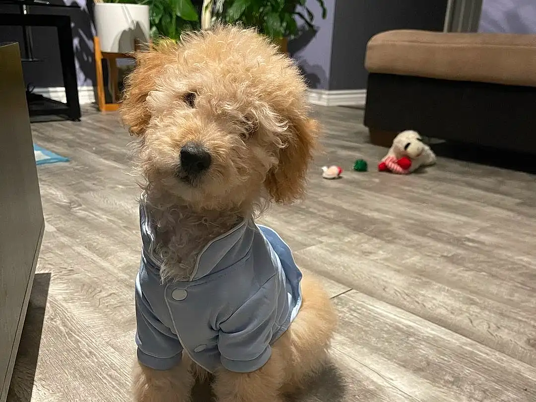 Dog, Dog breed, Carnivore, Toy, Dog Clothes, Companion dog, Fawn, Plant, Dog Supply, Toy Dog, Snout, Poodle, Terrier, Wood, Furry friends, Water Dog, Small Terrier, Canidae