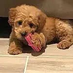 Dog, Dog breed, Carnivore, Companion dog, Toy Dog, Snout, Working Animal, Water Dog, Canidae, Terrier, Dog Supply, Shih-poo, Maltepoo, Small Terrier, Yorkipoo, Puppy, Pet Supply, Paw, Non-sporting Group