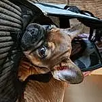 Dog, Carnivore, Ear, Working Animal, Fawn, Whiskers, Companion dog, Dog breed, Snout, Terrestrial Animal, Wood, Liver, Furry friends, Chair, Toy Dog, Bat, Claw, Guard Dog, Wing