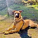 Dog, Collar, Plant, Dog breed, Carnivore, Working Animal, Fawn, Companion dog, Dog Collar, Tree, Snout, Tail, Grass, Dog Supply, Working Dog, Canidae, Guard Dog