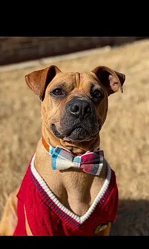 Boxer Dog Scooby