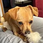Dog, Carnivore, Dog breed, Whiskers, Ear, Fawn, Companion dog, Comfort, Snout, Toy Dog, Working Animal, Paw, Canidae, Puppy love, Furry friends, Chihuahua, Non-sporting Group, Dog Supply, Puppy