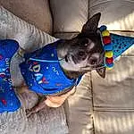 Dog, Couch, Carnivore, Fawn, Sleeve, Party Hat, Dog Supply, Electric Blue, Comfort, Pattern, Dog Clothes, Fashion Accessory, Child, Linens, Dog breed, Companion dog, Baby & Toddler Clothing, Tree, Baby Products, Wing