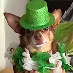 Hat, Toy, Green, Leaf, Dog breed, Party Hat, Dog, Fedora, Plant, Cap, Carnivore, Sun Hat, Liver, Fawn, Flower, Witch Hat, Companion dog, Costume Hat, Working Animal, Grass