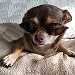 Dog, Liver, Working Animal, Carnivore, Fawn, Whiskers, Toy Dog, Comfort, Companion dog, Snout, Chihuahua, Eyewear, Dog breed, Terrestrial Animal, Russkiy Toy, Sunglasses, Furry friends, Paw, Corgi-chihuahua, Non-sporting Group