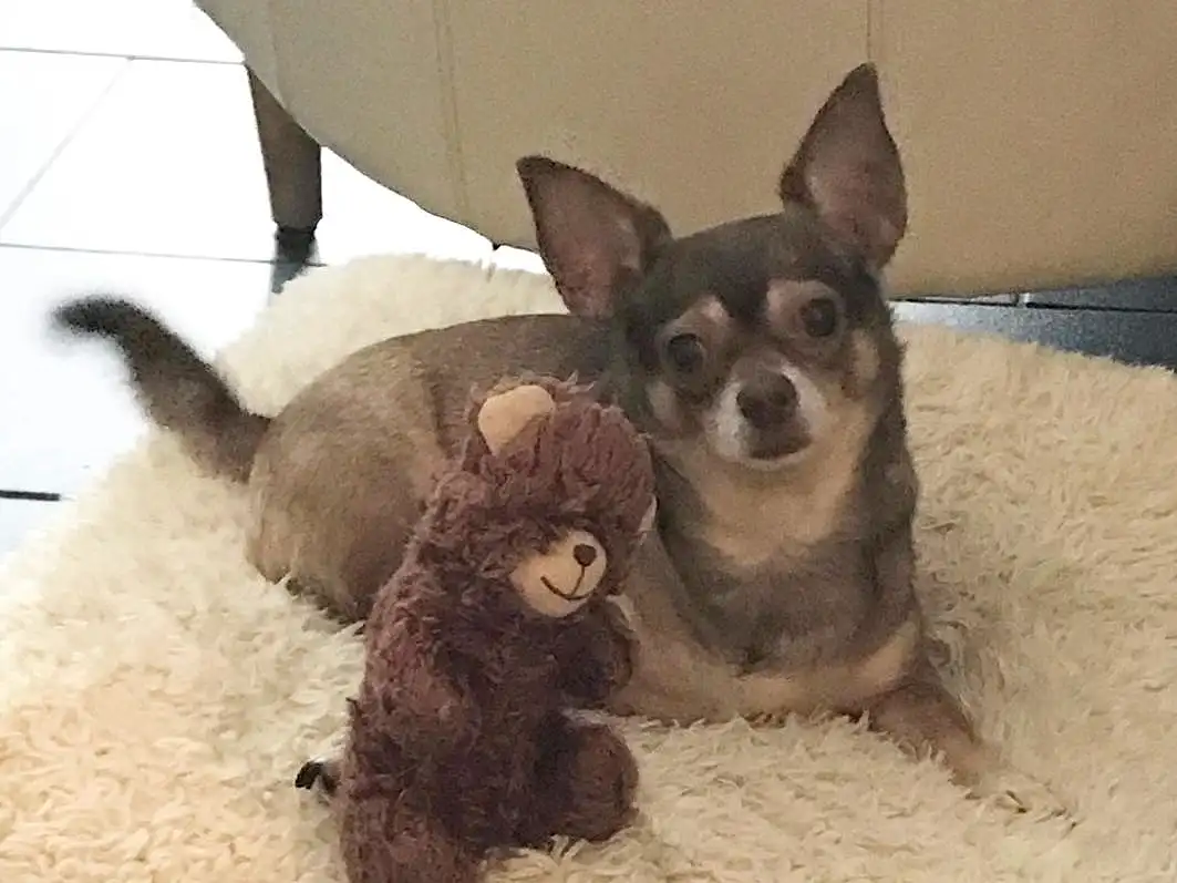 Dog, Chihuahua, Working Animal, Carnivore, Companion dog, Toy Dog, Dog Supply, Liver, Whiskers, Dog breed, Russkiy Toy, Terrestrial Animal, Paw, Furry friends, Pet Supply, Tail, Corgi-chihuahua, Comfort, Puppy