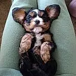 Dog, Liver, Working Animal, Carnivore, Ear, Dog breed, Companion dog, Toy Dog, Comfort, Whiskers, Furry friends, Dog Supply, Puppy love, Spaniel, King Charles Spaniel, Non-sporting Group