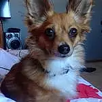 Dog, Eyes, Dog breed, Carnivore, Whiskers, Ear, Companion dog, Dog Supply, Fawn, Snout, Home Appliance, Toy Dog, Furry friends, Canidae, Terrestrial Animal, Working Animal, Puppy, Corgi-chihuahua, Kitchen Appliance
