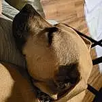 Dog, Dog breed, Carnivore, Jaw, Comfort, Ear, Fawn, Whiskers, Companion dog, Snout, Working Animal, Canidae, Furry friends, Wrinkle, Felidae, Nap, Sleep, Guard Dog, Tail