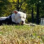 Dog, Plant, Carnivore, Tree, Dog breed, Grass, Companion dog, Fawn, Working Animal, Terrestrial Animal, Snout, Grassland, Lawn, Tail, Pasture, Sports Equipment, Canidae, Landscape, Non-sporting Group