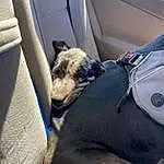 Dog, Vehicle, Comfort, Car Seat Cover, Carnivore, Vehicle Door, Car Seat, Tints And Shades, Auto Part, Head Restraint, Companion dog, Vroom Vroom, Car, Dog breed, Personal Luxury Car, Family Car, Electric Blue, Automotive Tire, Window, Automotive Exterior