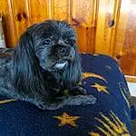 Dog, Dog breed, Carnivore, Liver, Companion dog, Door, Snout, Working Animal, Toy Dog, Wood, Furry friends, Shih Tzu, Terrestrial Animal, Dog Supply, Terrier, Canidae, Non-sporting Group, Grass, Comfort