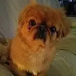 Dog, Dog breed, Carnivore, Liver, Fawn, Companion dog, Shih Tzu, Toy Dog, Snout, Working Animal, Furry friends, Terrestrial Animal, Canidae, Dessert, Whiskers, Maltepoo, Non-sporting Group, Ancient Dog Breeds, Pekapoo