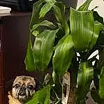 Plant, Dog, Green, Pug, Dog breed, Botany, Carnivore, Terrestrial Plant, Fawn, Companion dog, Snout, Working Animal, Terrestrial Animal, Canidae, Grass, Flowering Plant, Herb, Plant Stem, Toy Dog