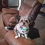 Dog, Furniture, Couch, Comfort, Carnivore, Dog breed, Companion dog, Fawn, Picture Frame, Toy Dog, Living Room, Working Animal, Chair, Plant, Liver, Dog Supply, Hardwood, Armrest