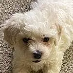 Dog, Eyes, Dog breed, Carnivore, Companion dog, Water Dog, Toy Dog, Snout, Terrier, Small Terrier, Furry friends, Maltepoo, Shih-poo, Canidae, Labradoodle, Working Animal, Poodle Crossbreed, Poodle, Non-sporting Group