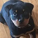 Dog, Dog breed, Carnivore, Working Animal, Companion dog, Fawn, Whiskers, Snout, Rottweiler, Wood, Furry friends, Borador, Canidae, Electric Blue, Terrestrial Animal, Hardwood, Guard Dog, Working Dog, Pet Supply