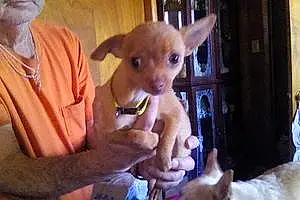 Name Chihuahua Dog Eli